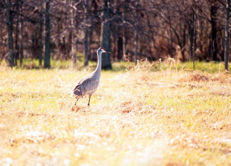 sandhill crane walking away