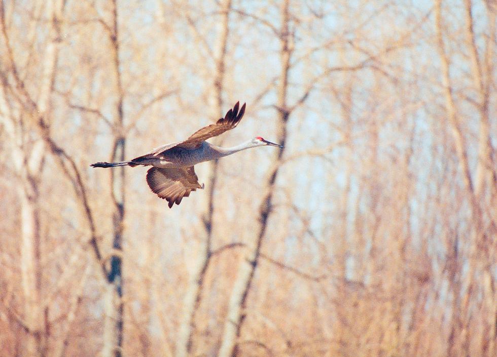 sandhill crane flying