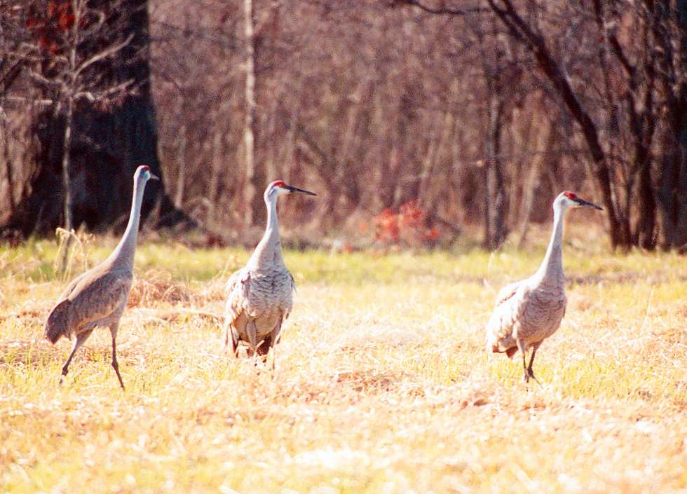 three sandhill cranes standing together