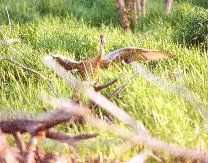 sandhill crane chasing a Canada goose