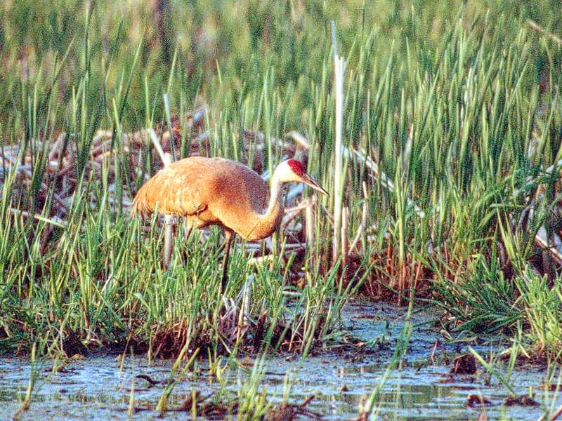 sandhill crane watching me