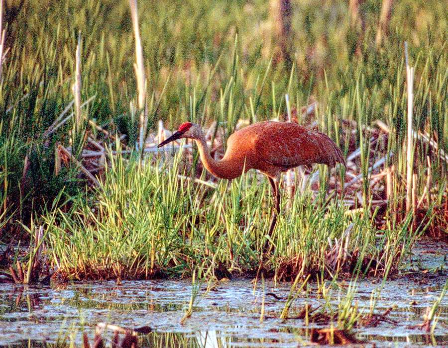 juvenile sandhill crane