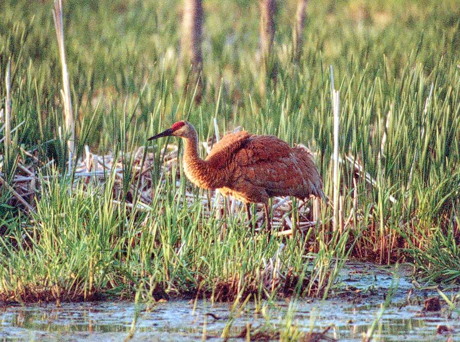 juvenile sandhill crane ruffling its feathers