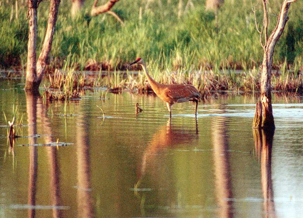 juvenile sandhill crane wading through water