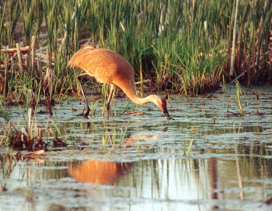 juvenile sandhill crane reaching into water