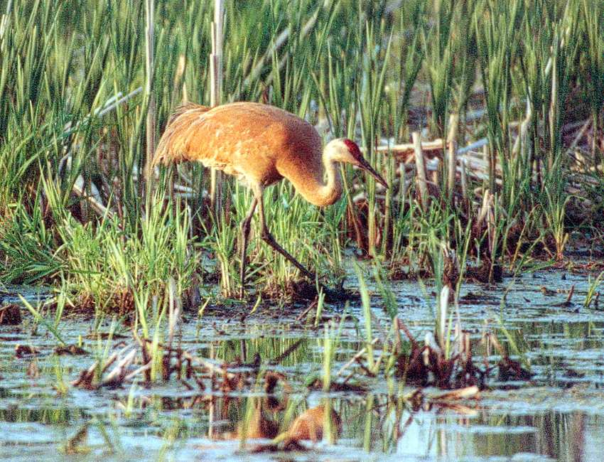 juvenile sandhill crane in peculiar crunched-up posture