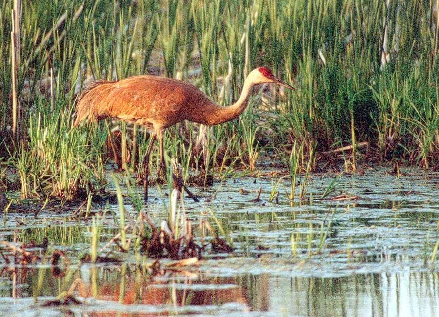 juvenile sandhill crane walking