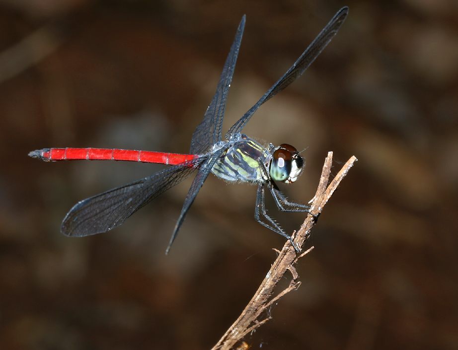 Agrionoptera insignis