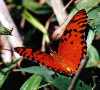 Gulf Fritillary