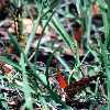 Gulf Fritillary and caterpillar