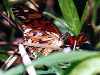 underside of Gulf Fritillary