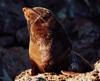 fur seal basking in the sun