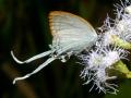 Common Imperial butterfly in one of Vietnam's national parks