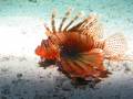 a lionfish photographed on a night dive at Dahab