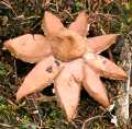 earthstar mushroom