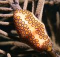 flamingo tongue