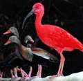 Scarlet Ibis with Black Bellied Tree Ducks