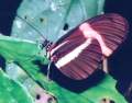 Small Postman butterfly (Heliconius Erato)