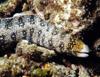 snowflake moray eel