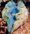 giant clam