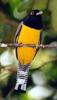 violaceous trogon