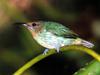 Sunbird at San Diego zoo