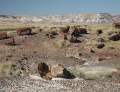 Petrified Forest National Park