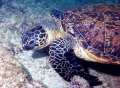 turtle swimming through sun-dappled water