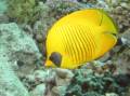 masked or blue-cheek butterflyfish