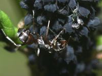 photographed in May of 2003 at Moraine Hills State Park using a Canon D60 digital camera and Canon 100mm f2.8 USM macro lens  (1/200th second, f9.5, ISO 100)