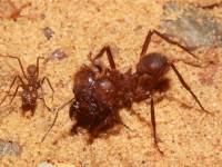 Atta cephalotes photographed in May of 2009 using a Canon 50D camera and Canon 100mm f2.8 USM macro lens  (1/250th second, f22, ISO 200)