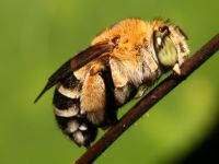 photographed in May of 2007 using a Canon 5D camera and Canon 100mm f2.8 USM macro lens  (1/180th second, f22, ISO 200)