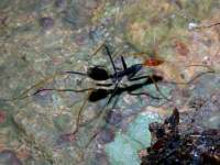 Leptomyrmex erythrocephalus photographed near Cairns using a Canon D60 digital camera and Canon 100mm f2.8 USM macro lens