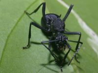 nocturnal ant photographed in Cat Tien national park in December of 2004 using a Canon D60 digital camera and Canon 100mm f2.8 USM macro lens  (1/180th second, f22, ISO 100)