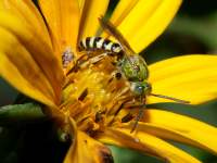 Agapostemon virescens photographed in the Lower Huron Metro Park outside Detroit using a Canon 1Ds camera and Canon 100mm f2.8 USM macro lens  (1/180th second, f22, ISO 100)