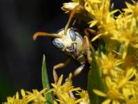 photographed at Grosse Point Lighthouse, Chicago, using a Canon D60 camera and Canon 100mm macro lens