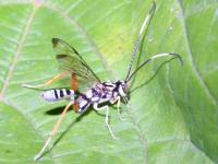 photographed in July of 2003 at Moraine Hills State Park, Illinois, using a Canon D60 digital camera and Canon 100mm f2.8 USM macro lens  (1/180th second, f19, ISO 100)