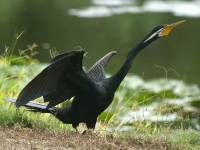 Anhinga novaehollandiae photographed in January of 2003 using a Canon 1Ds camera and Canon 100-400mm image stabilized lens set to 400 mm   (1/350th second, f5.6, ISO 160)