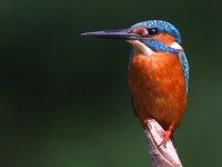 Alcedo atthis photographed in December of 2004 using a Canon 10D camera and Canon 100-400mm image stabilized lens set to 400mm (1/500th second, f5.6, ISO 200)