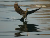 photographed on the Bosporus in January of 2004 using a Canon 1Ds digital camera and Canon 100-400mm image stabilized lens set to 400mm  (1/500th second, f5.6, ISO 160)