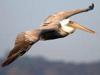 Pelecanus occidentalis photographed at La Jolla, California using a Canon 10D camera and Canon 100-400mm image stabilized lens set to 400mm  (1/500th second, f5.6, ISO 200)