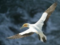 Morus serrator photographed in January of 2003 using a Canon 1Ds camera and Canon 100-400mm image stabilized lens set to 400mm  (1/750th second, f5.6, ISO 100)