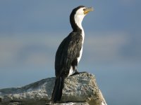 Phalacrocorax melanoleucos photographed in February of 2003 using a Canon D60 camera and Canon 100-400mm image stabilized lens set to 400mm  (1/500th second, f5.6, ISO 100)