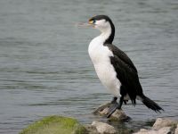 Phalacrocorax varius photographed at the Christchurch Estuary in February of 2003 using a Canon D60 digital camera and Canon 100-400mm image stabilized lens