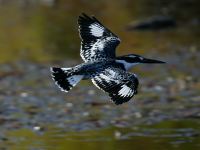 Ceryle rudis photographed in December of 2003 using a Canon 1Ds digital camera and Canon 100-400mm image stabilized lens set to 400mm  (1/500th second, f5.6, ISO 100)