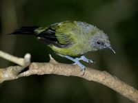 male Anthornis melanura photographed on the island of Tiritiri Matangi in February of 2003 using a Canon 1Ds digital camera and Canon 100-400mm image stabilization lens