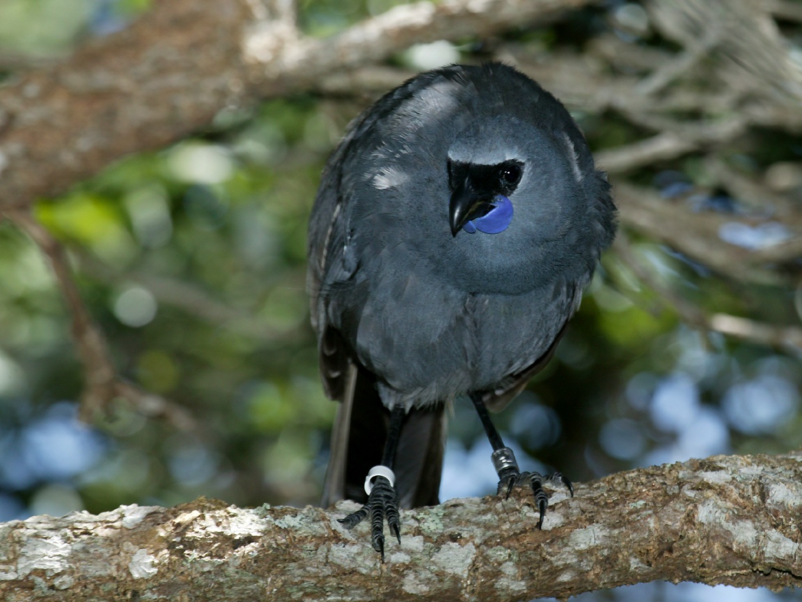 Rare bird. Кокако птица. Kokako Birg.