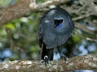 Callaeas cinerea photographed on Tiritiri Matangi island using a Canon 1Ds digital camera and Canon 100-400mm image stabilized lens