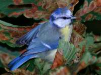 Parus caeruleus photographed at Karlstejn castle in August of 2005 using a Canon 20D camera and Canon 100-400mm image stabilized lens set to 370mm  (1/250th second, f6.7, ISO 100)