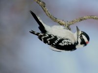 Picoides pubescens photographed in Evanston, Illinois, using a Canon 1Ds camera and Canon 100-400mm lens